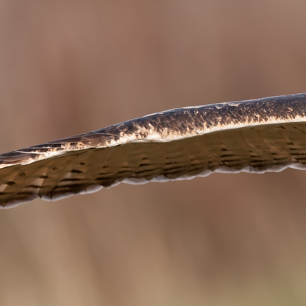 Eagle Owl 1